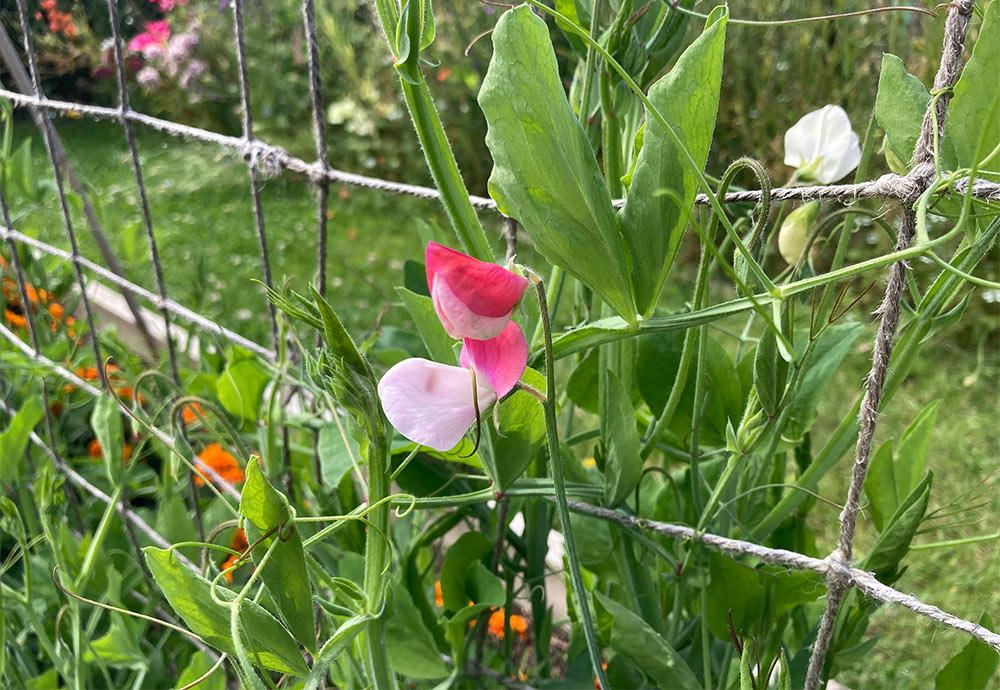 First sweet pea