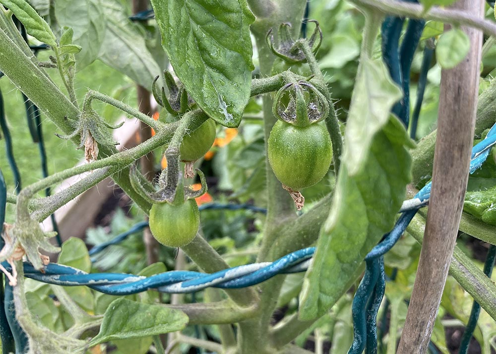 First tomatoes