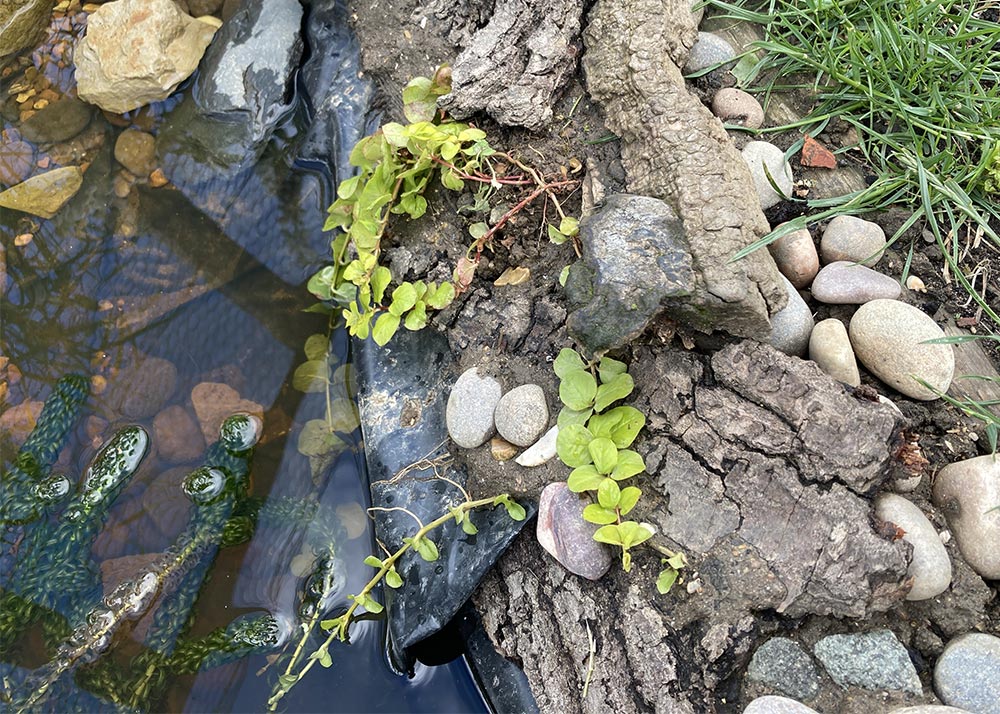 New creeping jenny