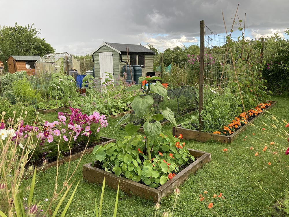Plot after the rain