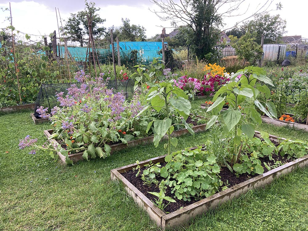 Plot after the rain
