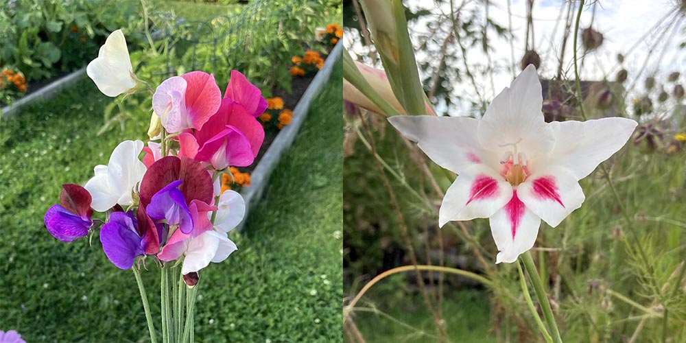 Sweet peas and new gladiolus