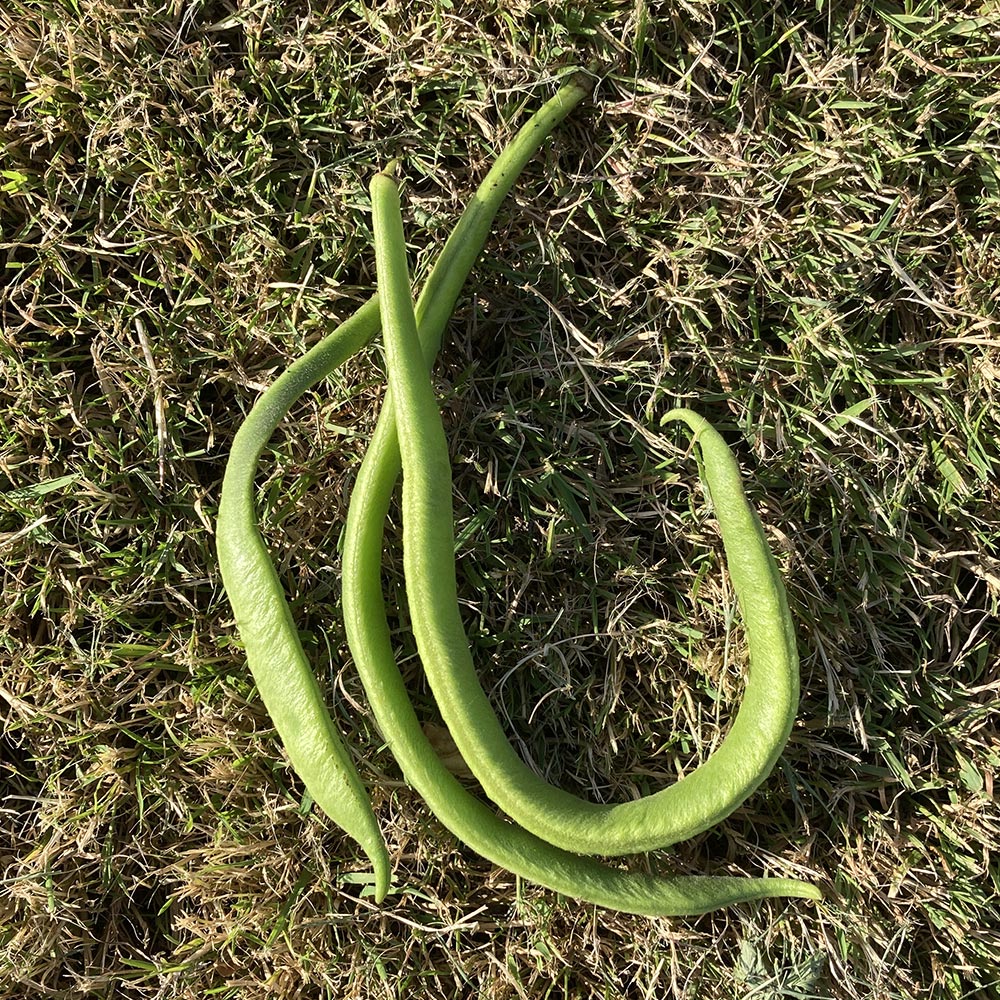 Harvest 12/7/24