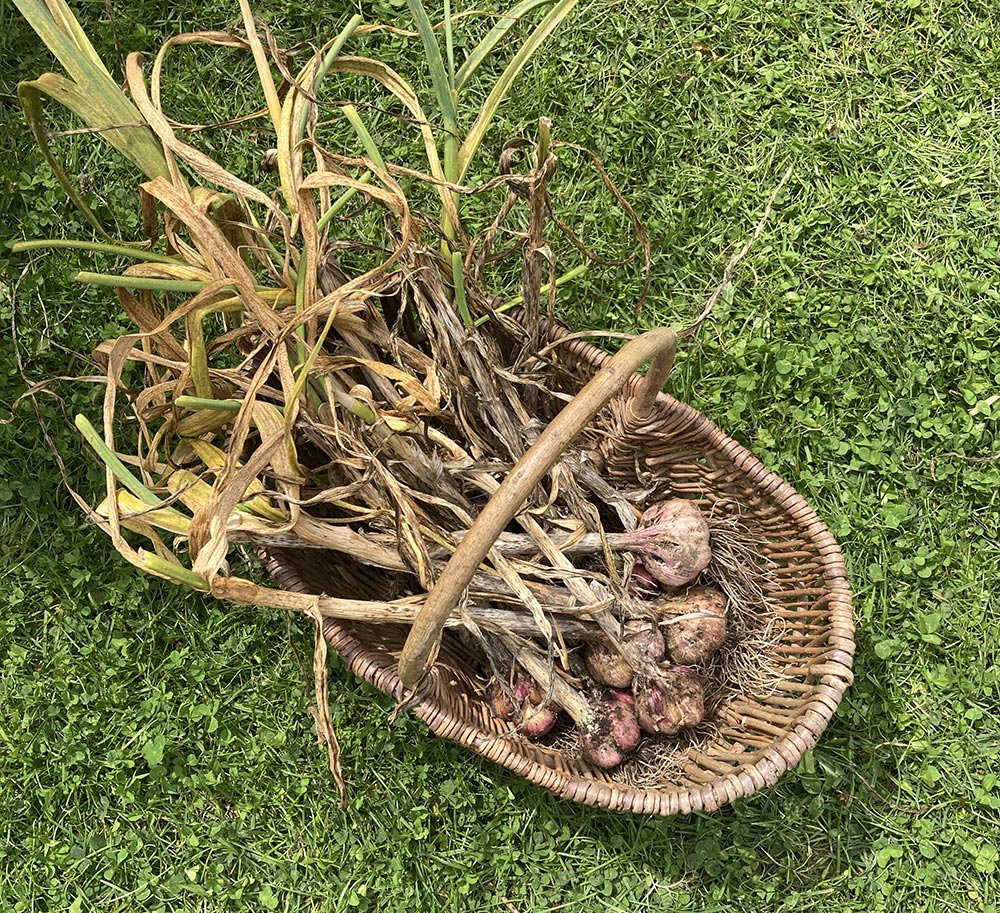 Garlic harvest