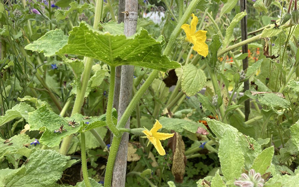 Cucumber