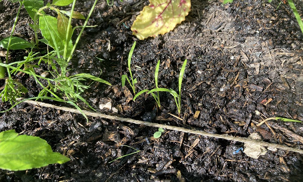 New carrots