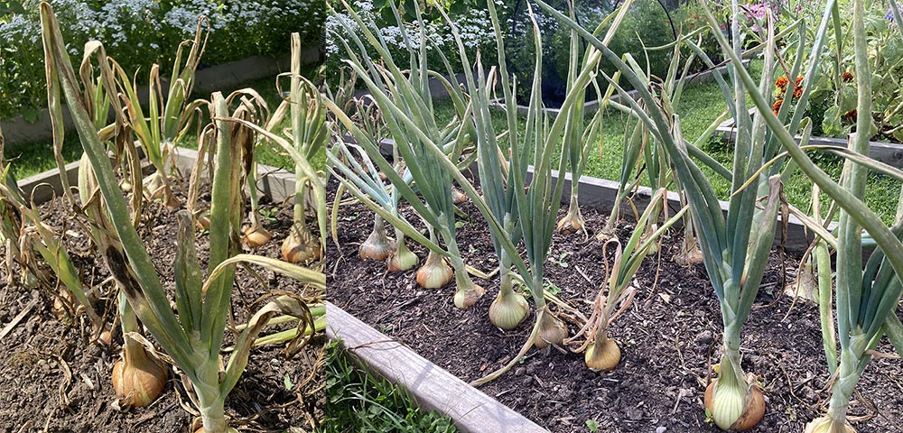Powdery mildew onions
