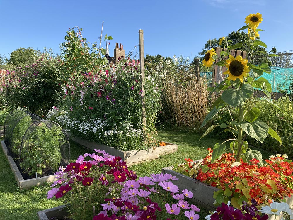 Plot in full bloom