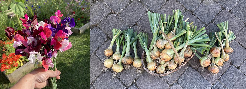 Harvest 28/7/24