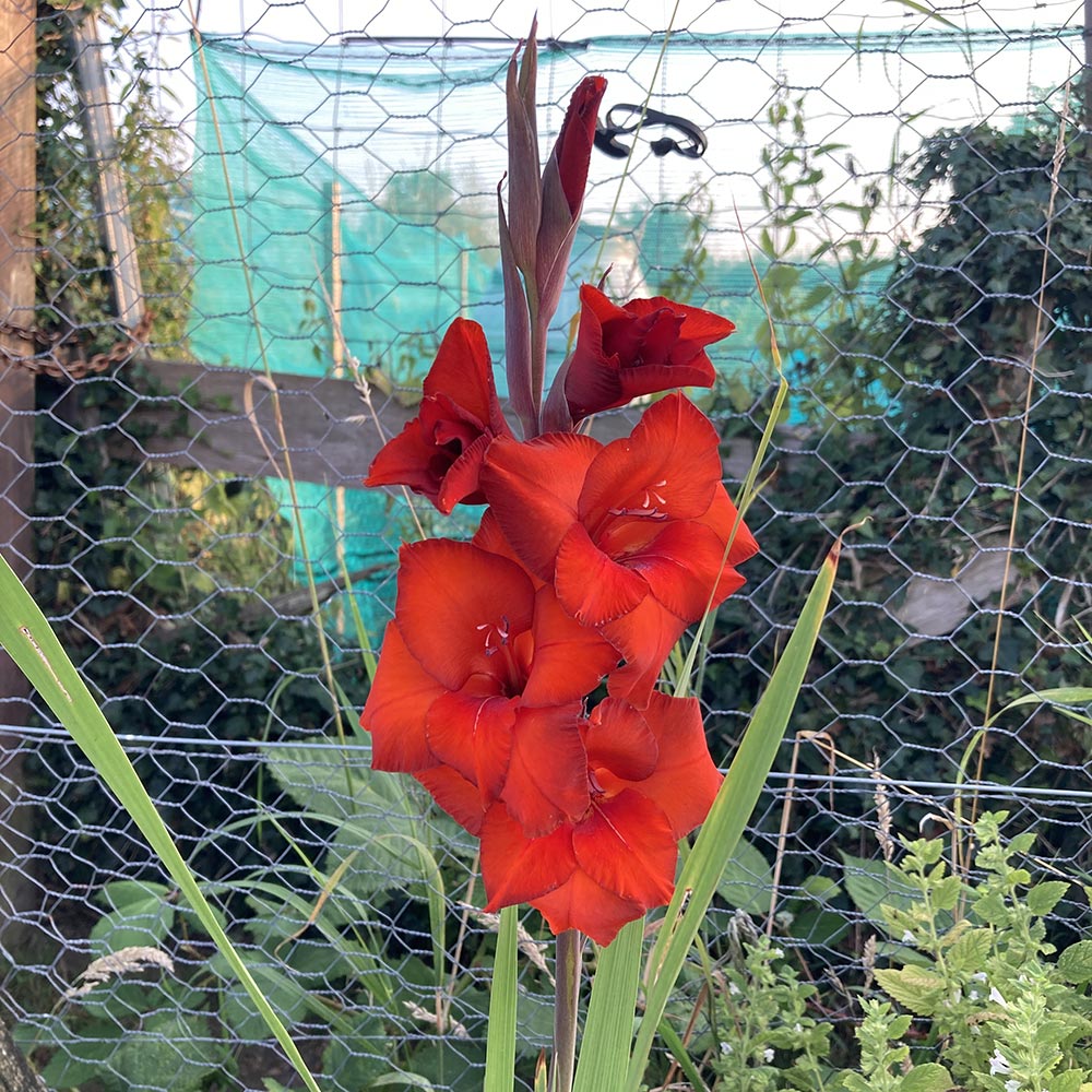 Gladiolus