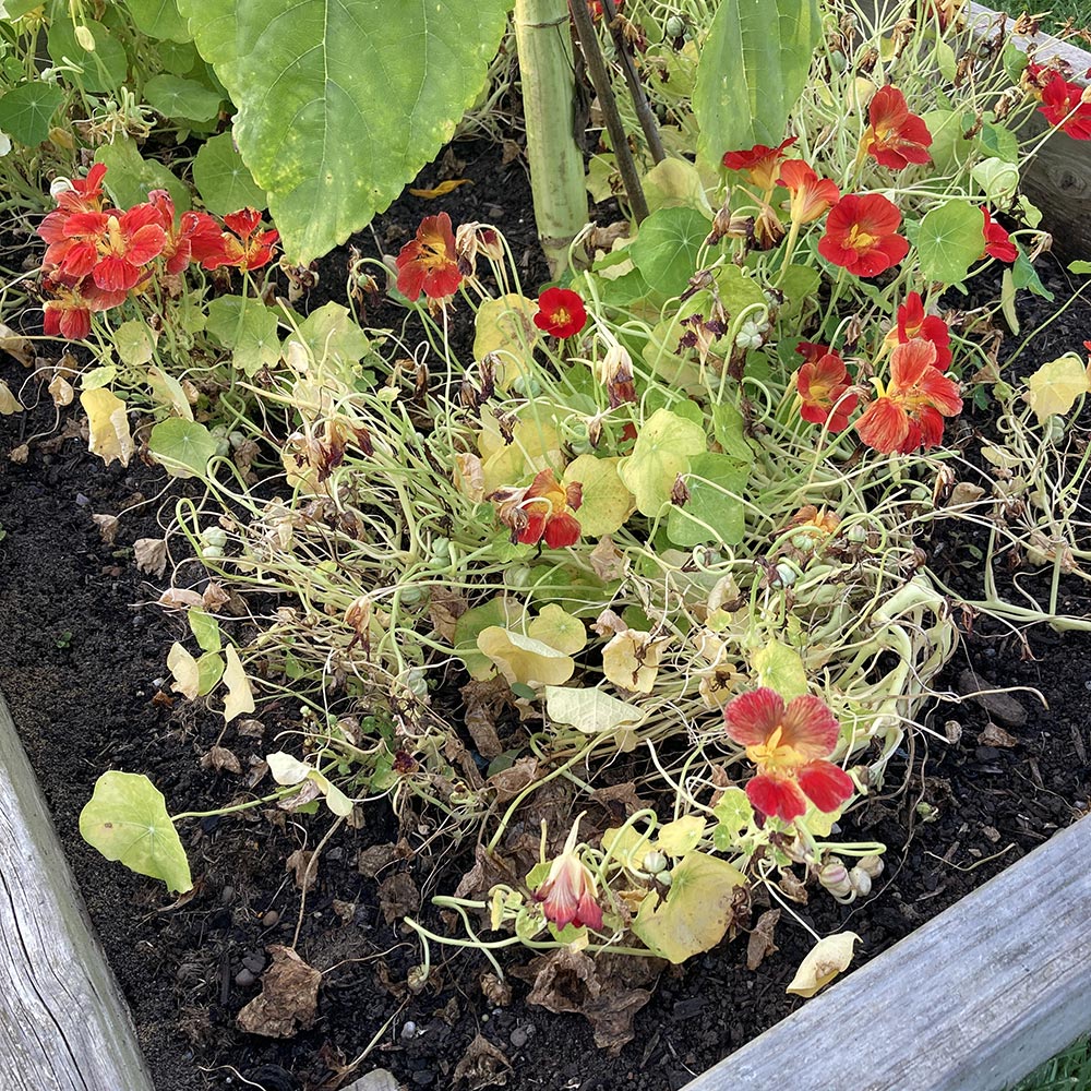 Nasturtiums ending