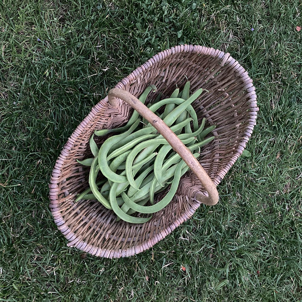 Harvest 2/8/24