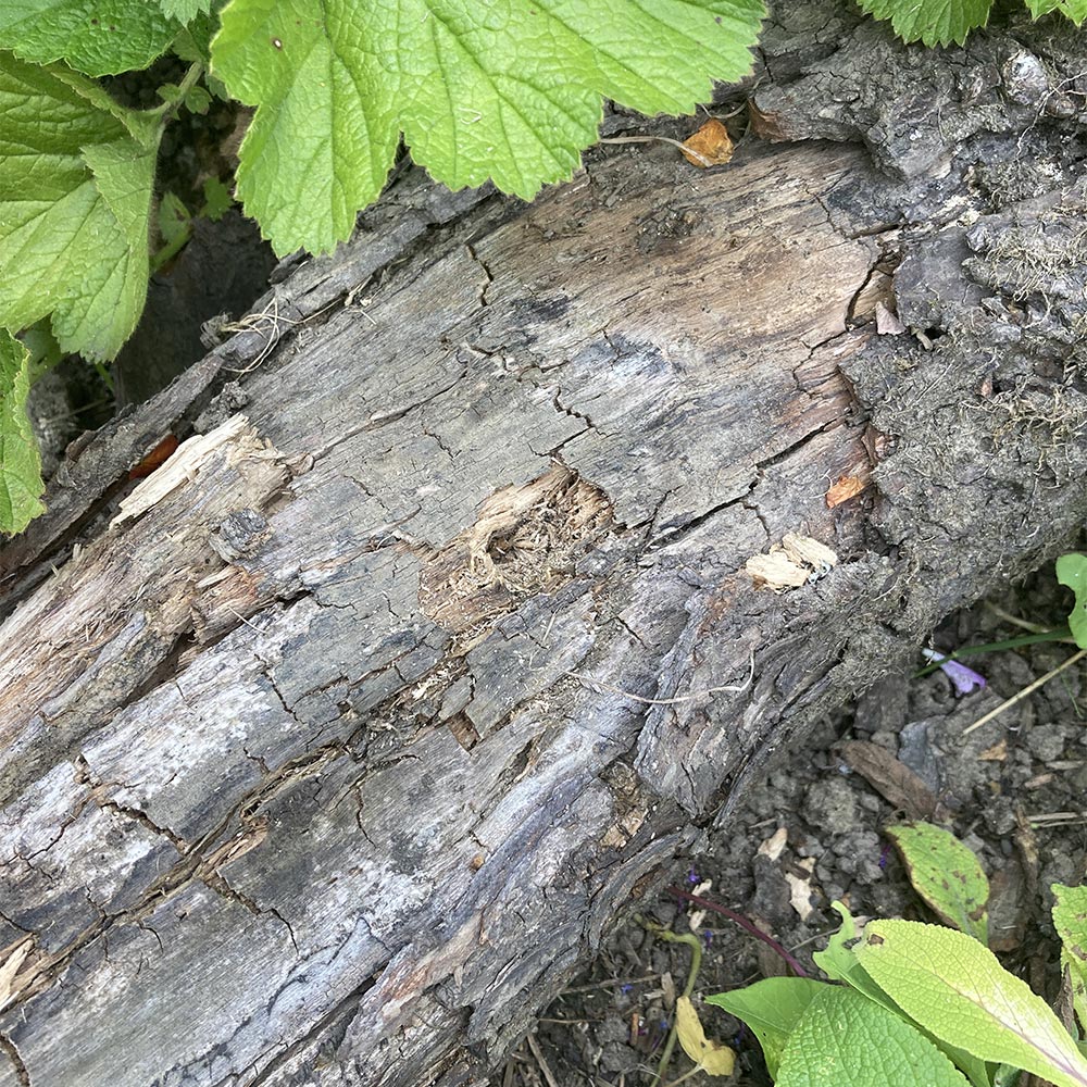 Ditch log