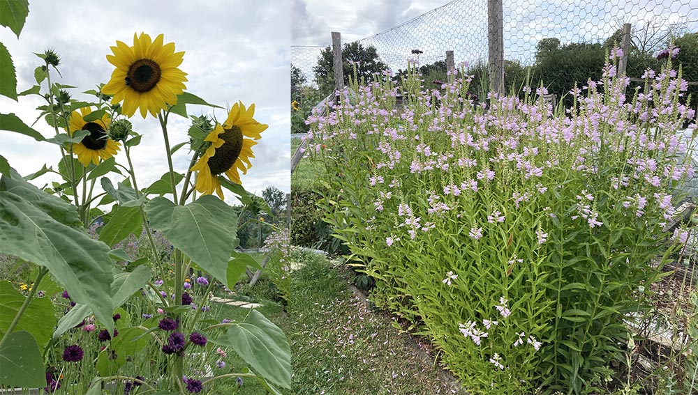 Sunflowers and physostegia