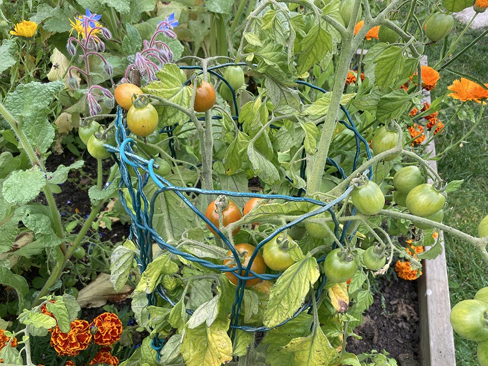 Tomatoes