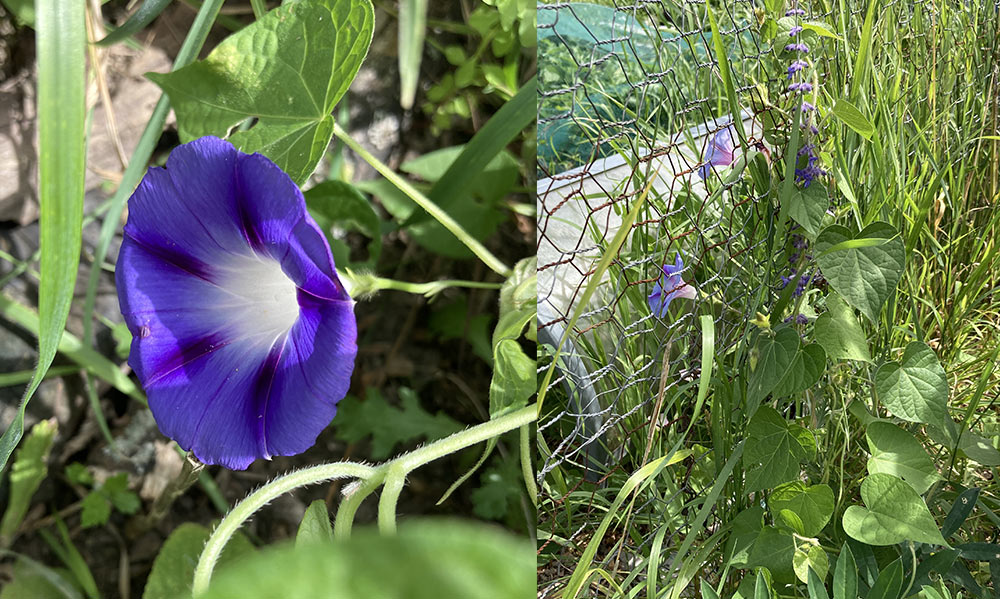Morning glory