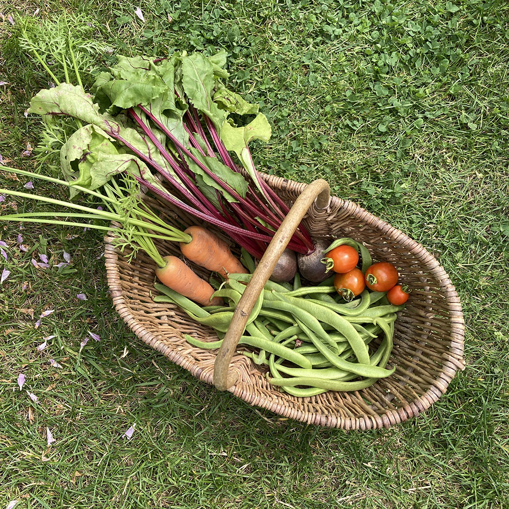 Harvest 4/8/24