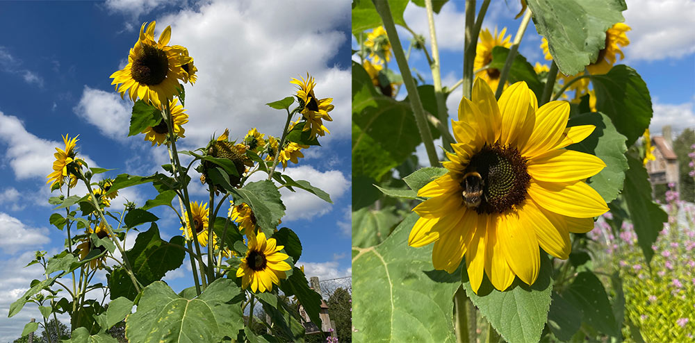 Sunflowers