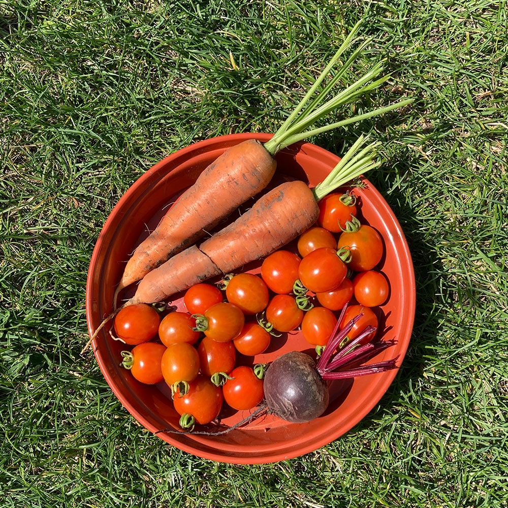 Harvest 11/5/24