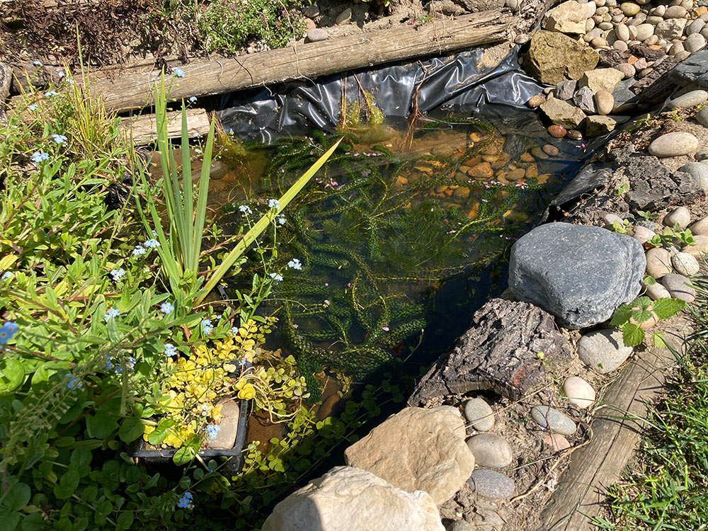 Pond