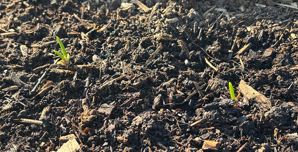 Onions coming