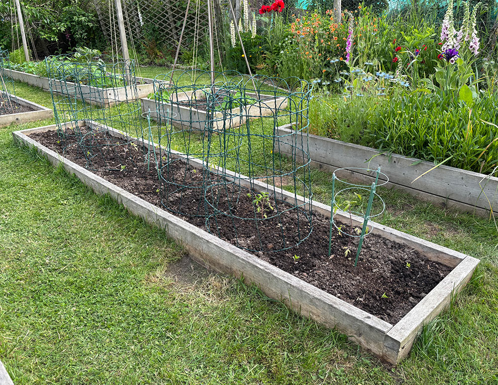 Tomatoes in