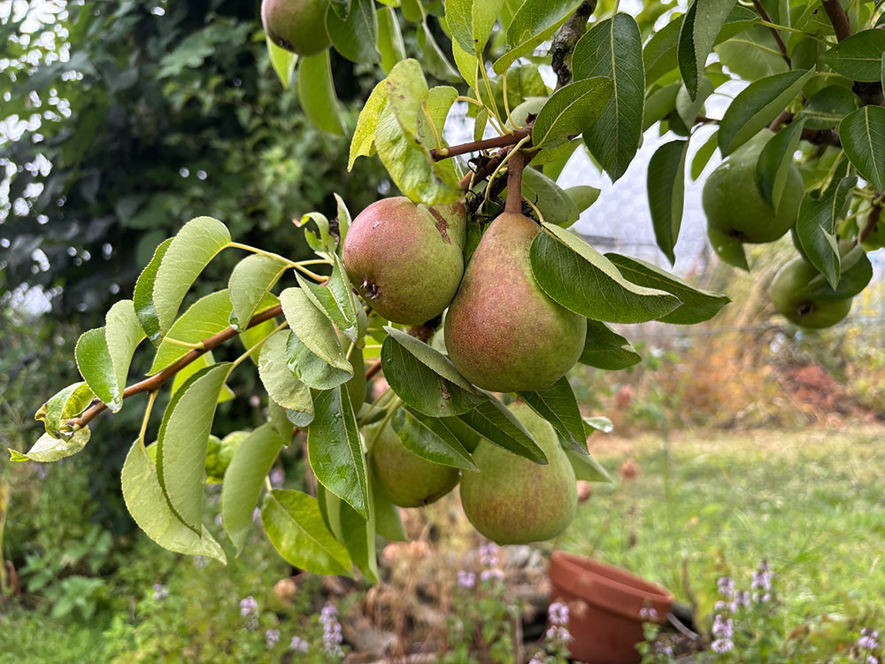 Pears