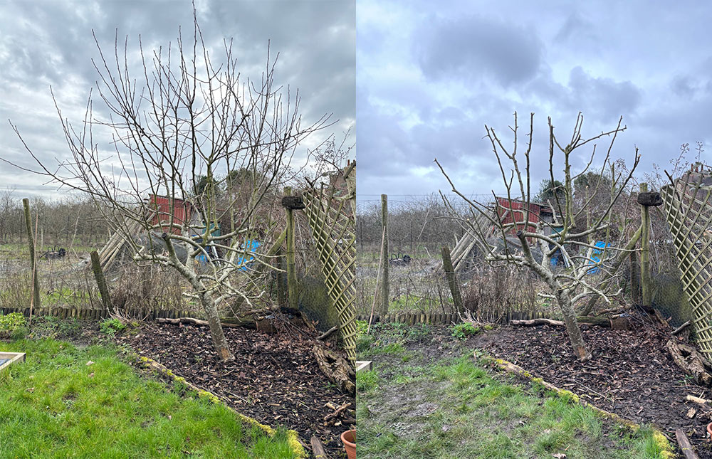 Apple tree pruning