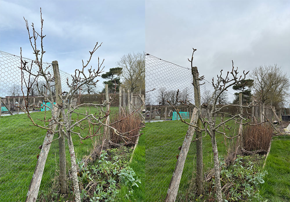 Pear tree pruned