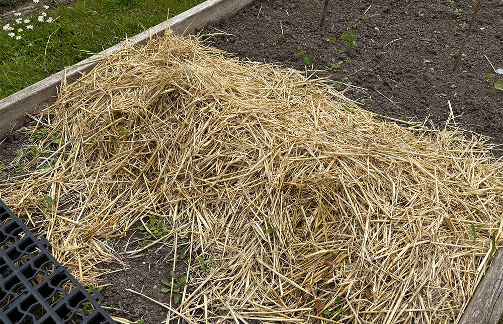 Potatoes emerging