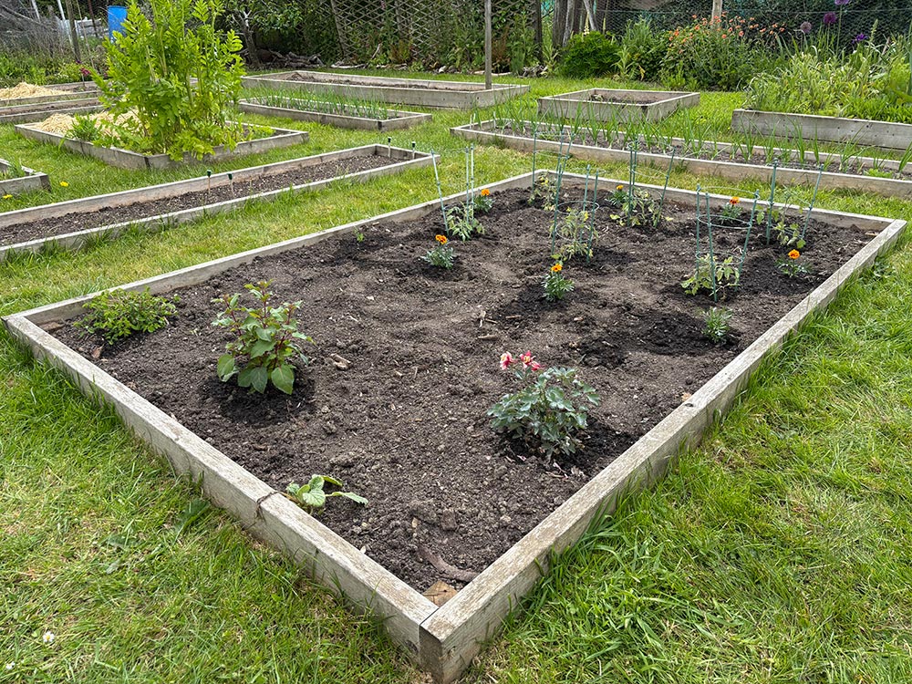 Tomatoes planted