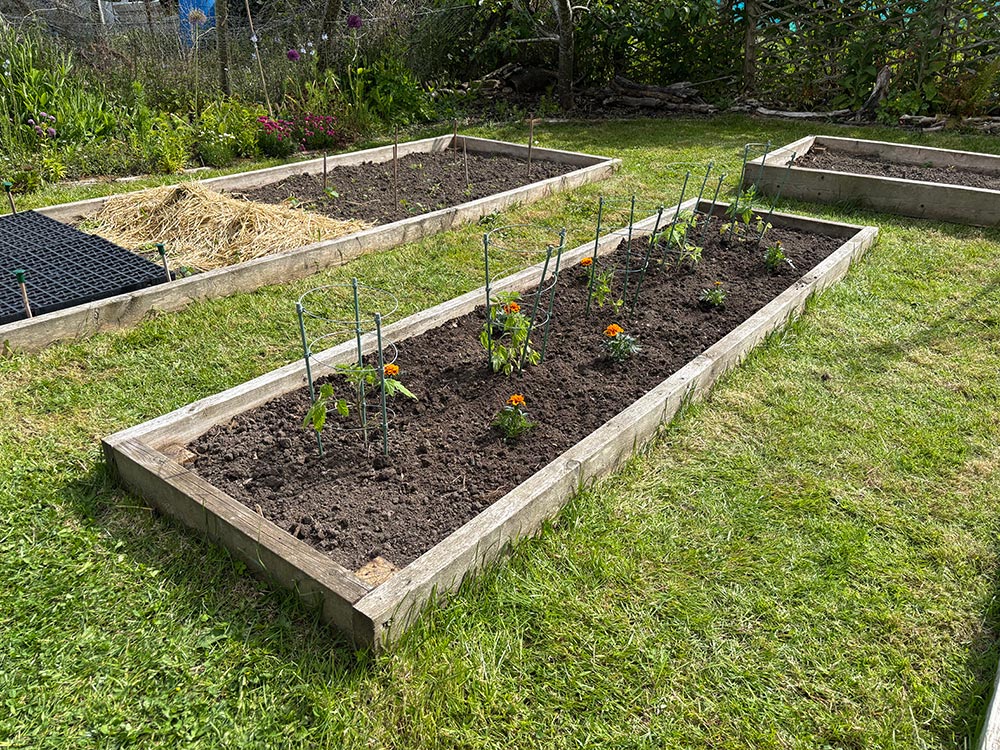 Roma tomatoes