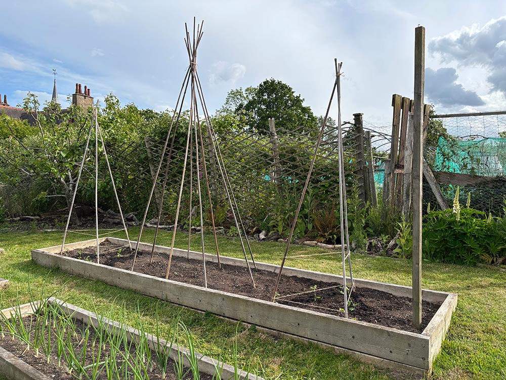 Bean and sweet pea wigwams