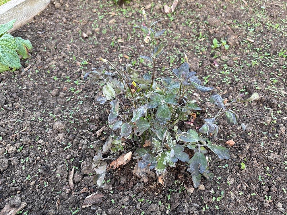 Poorly aquilegia