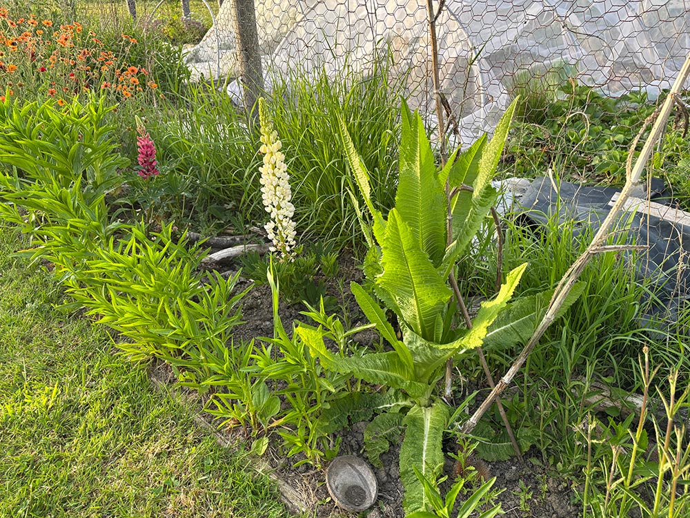 New teasel