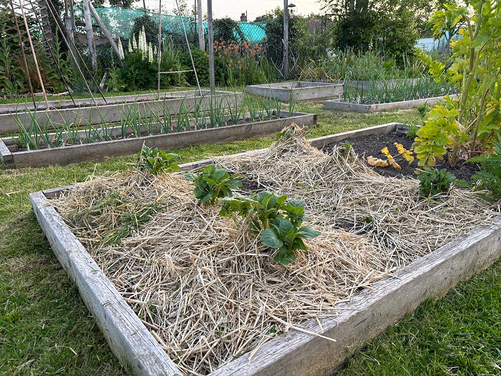 Potatoes doing well