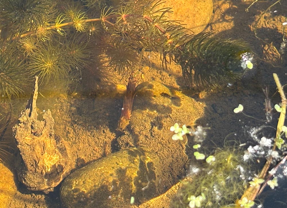 Caddisfly larva and mayfly larva