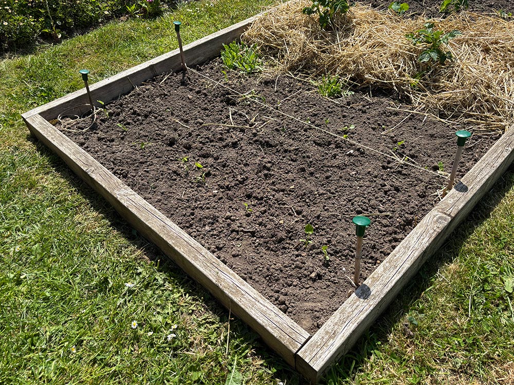Parsnips