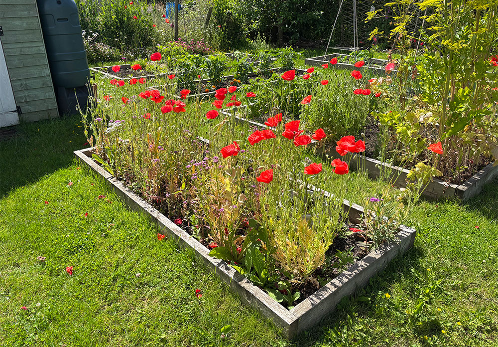 Bed 6 poppies