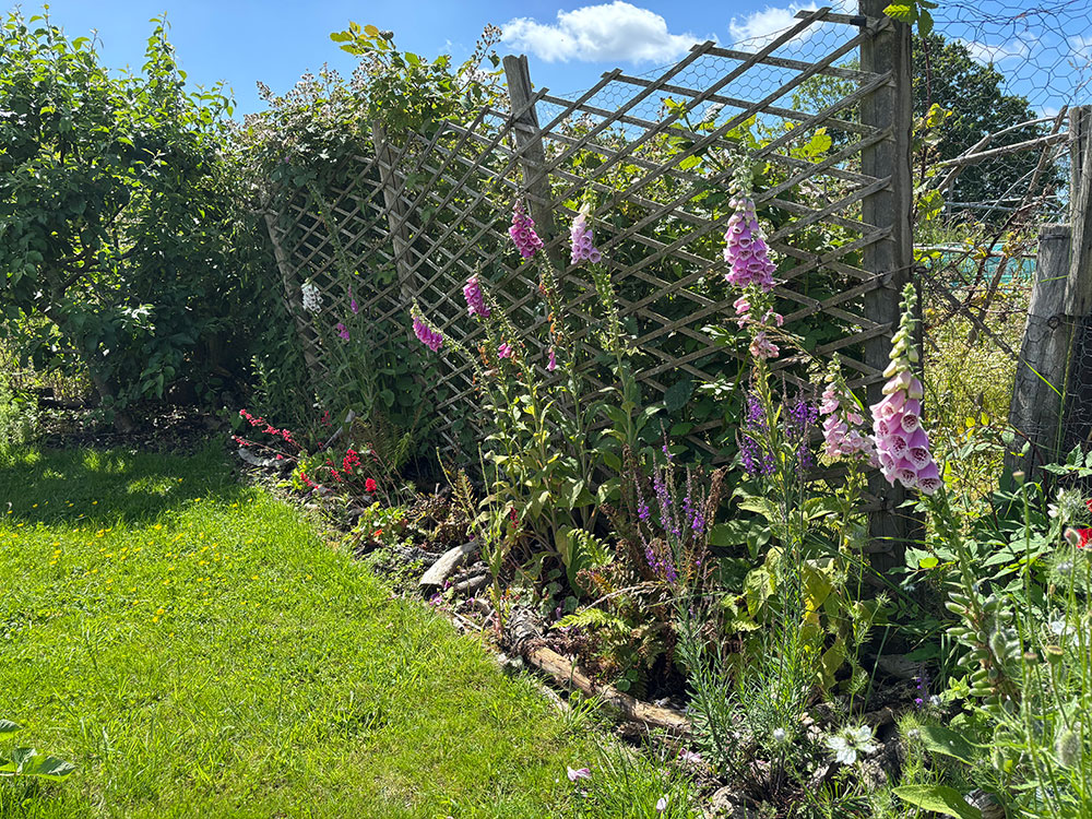 Foxgloves