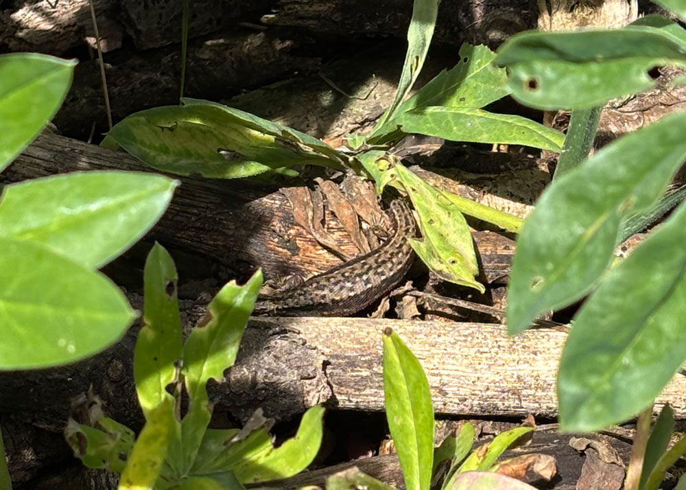 Lizard