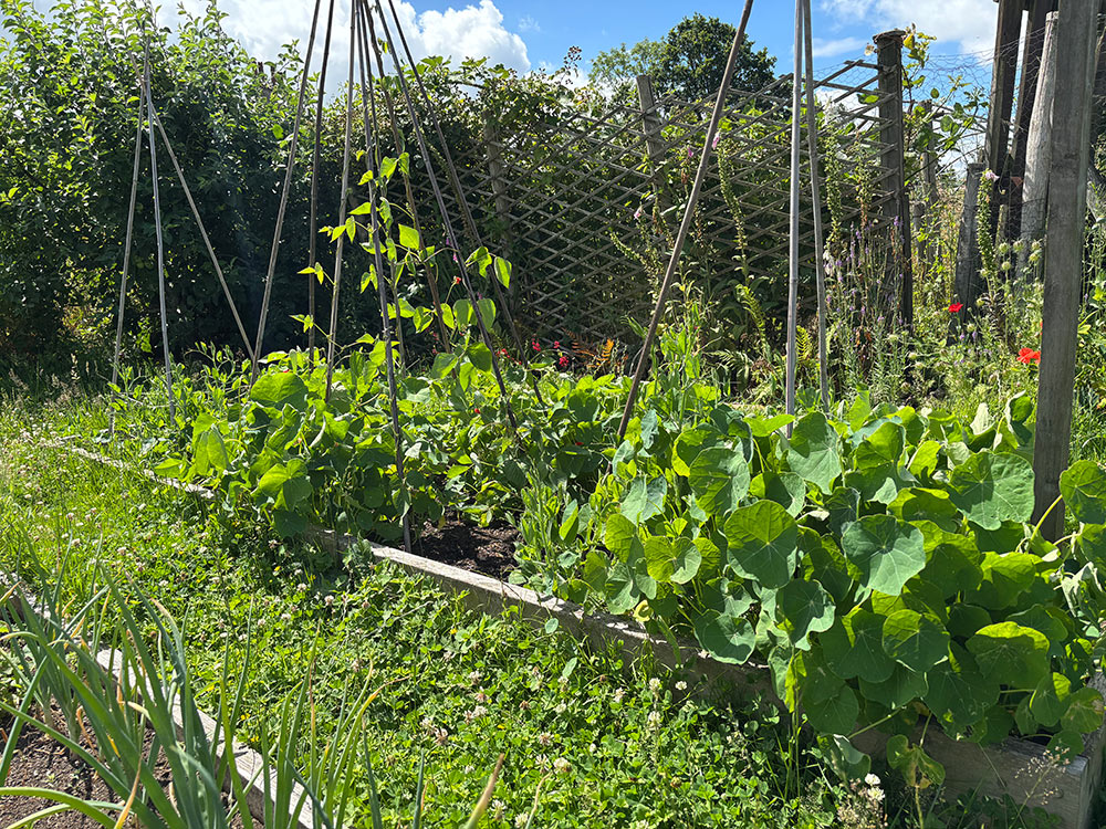 Beans climbing