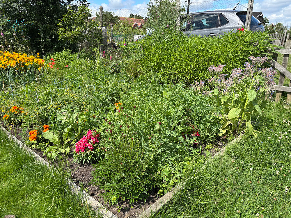 Corn marigolds taking over