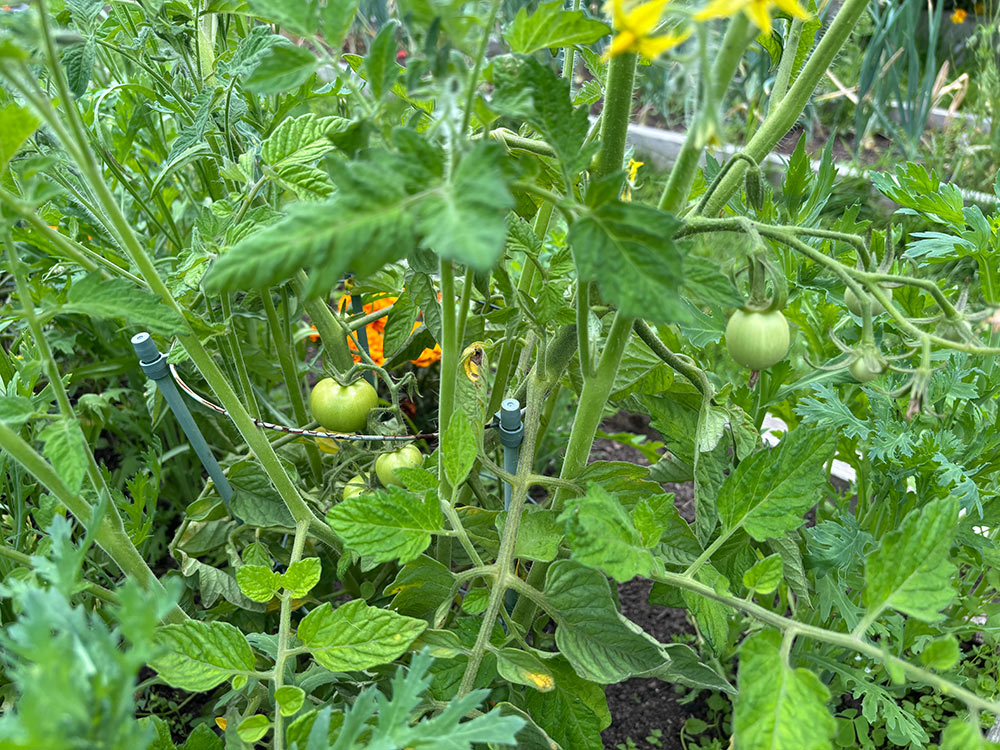 First tomatoes