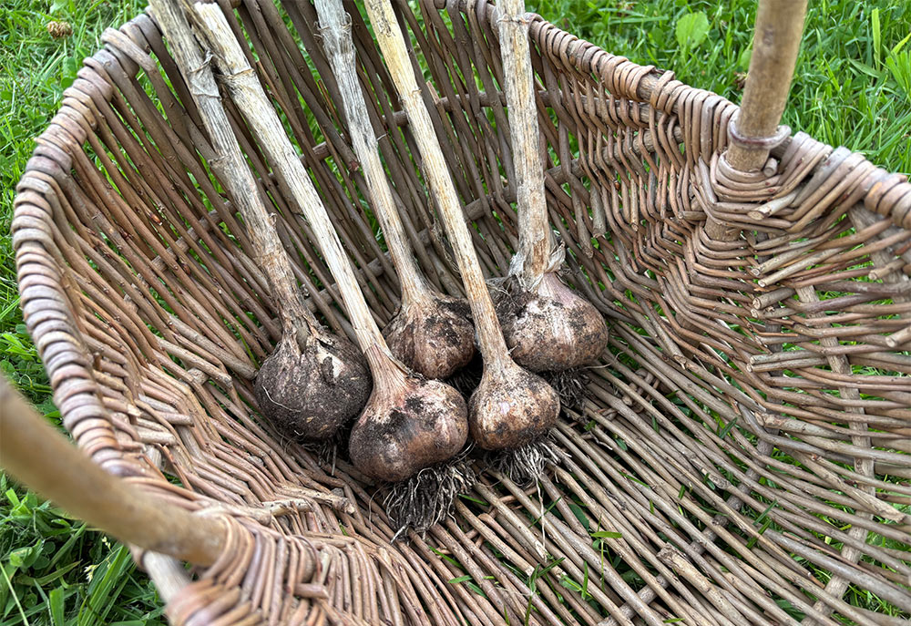 Garlic harvest