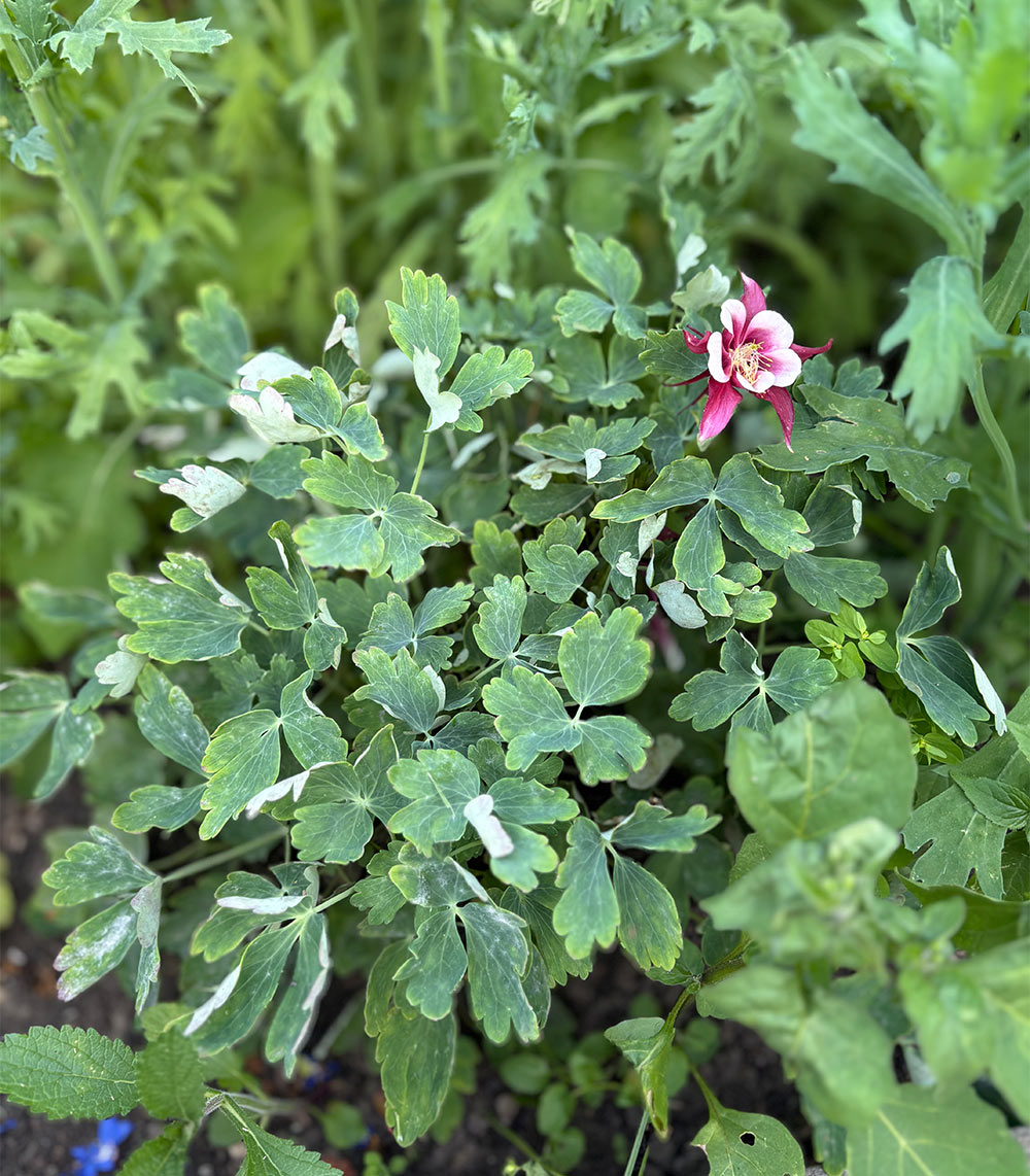 Aquilegia