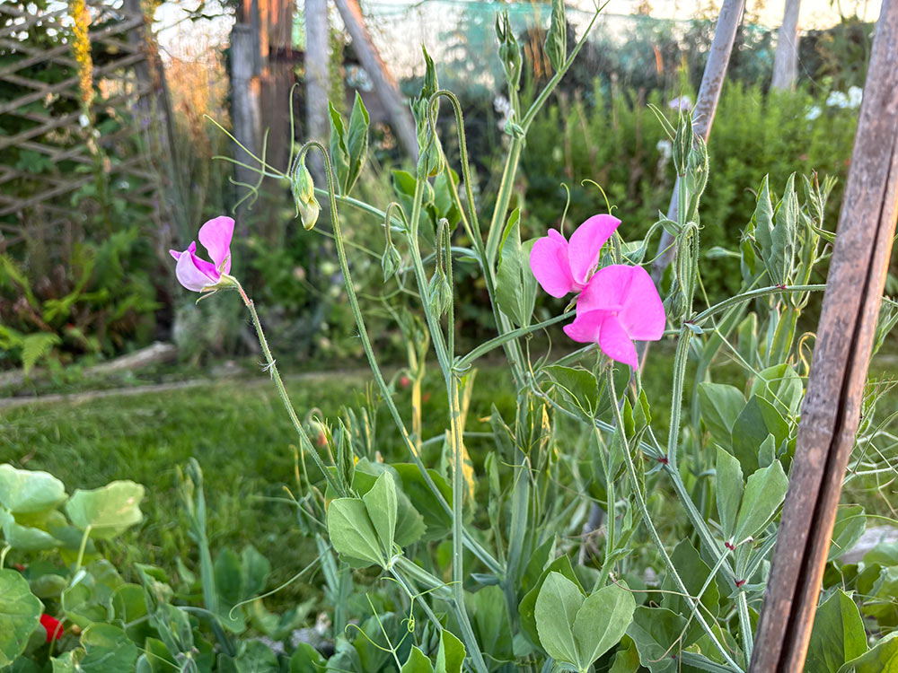 First sweet peas