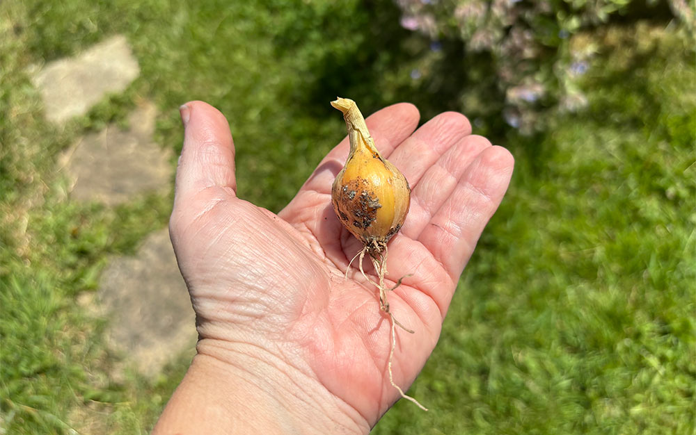 Harvest?