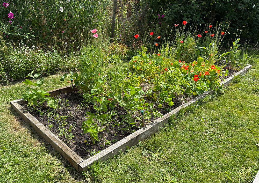 Bed 11 weeded