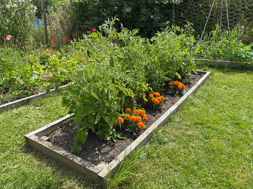 Roma tomatoes